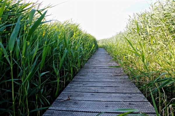 Landscape nature grass plant Photo