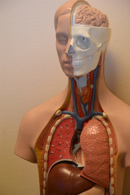 Biology arm muscle chest Photo