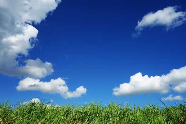 Grass horizon cloud plant Photo