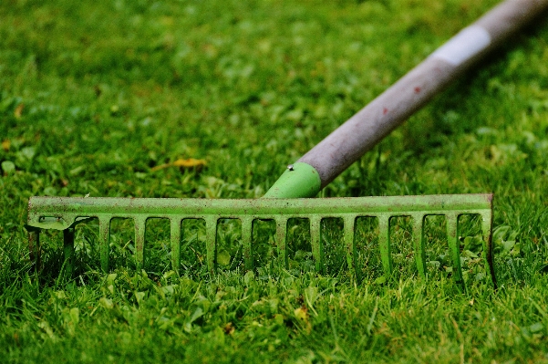 Work nature grass plant Photo