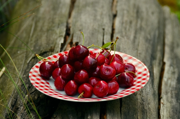 Branch plant fruit berry Photo