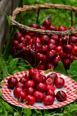 Plant fruit berry flower Photo