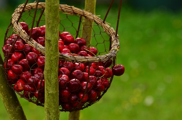 Branch plant fruit berry Photo