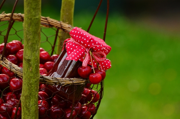 Branch plant fruit berry Photo