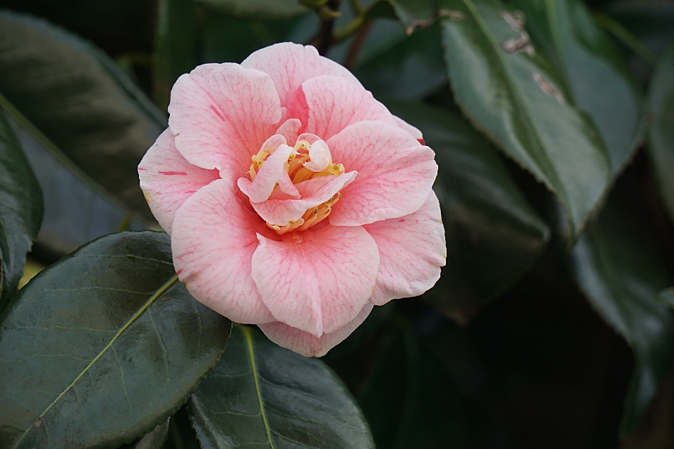 Natura fiore pianta petalo