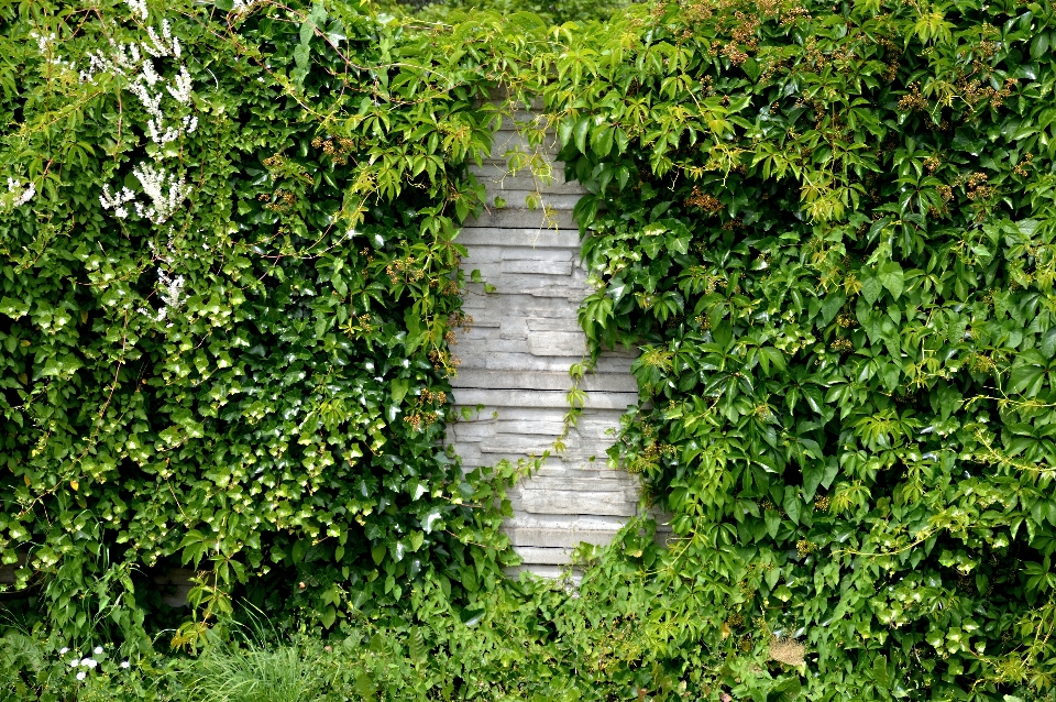 Albero natura pianta strada