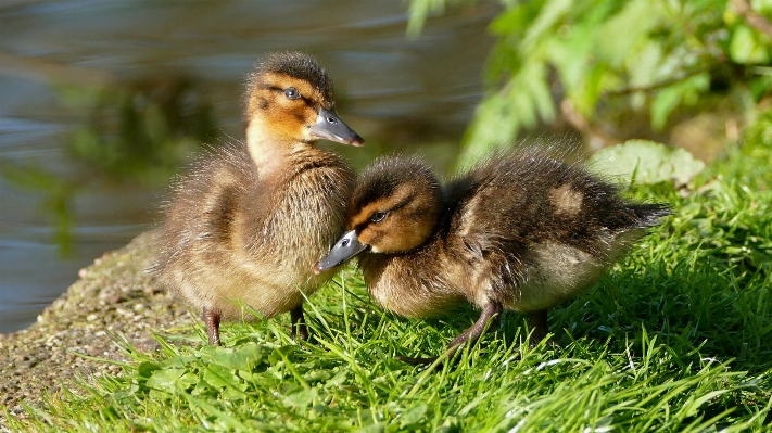 自然 草 鳥 かわいい 写真