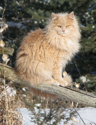 Photo Animal de compagnie chat mammifère fauna