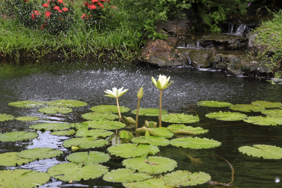 花 池 stream 裏庭
