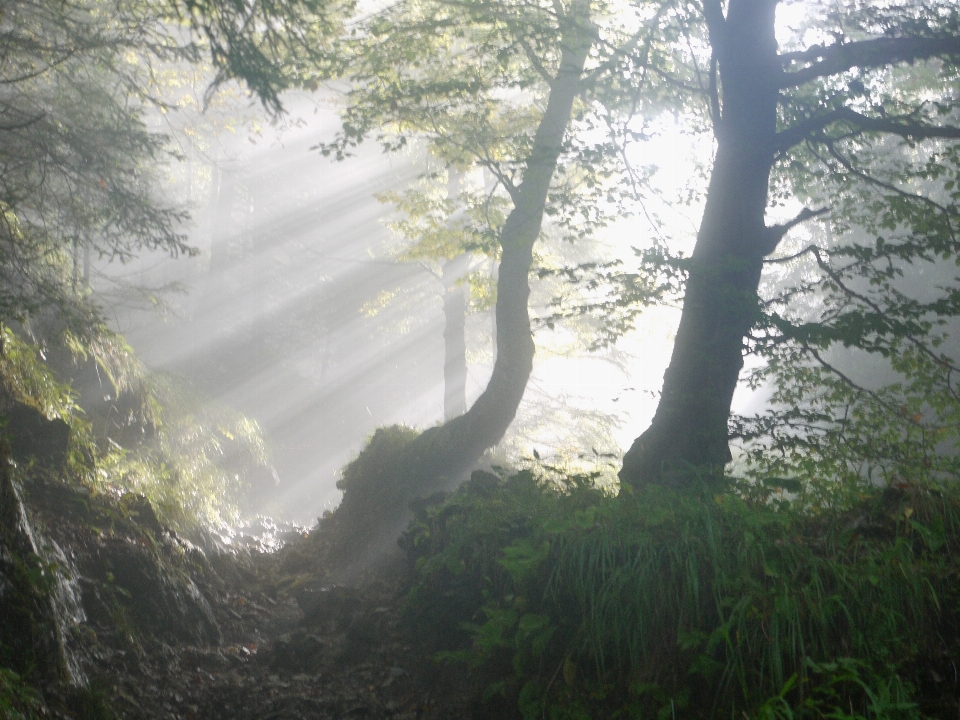 Baum natur wald nebel