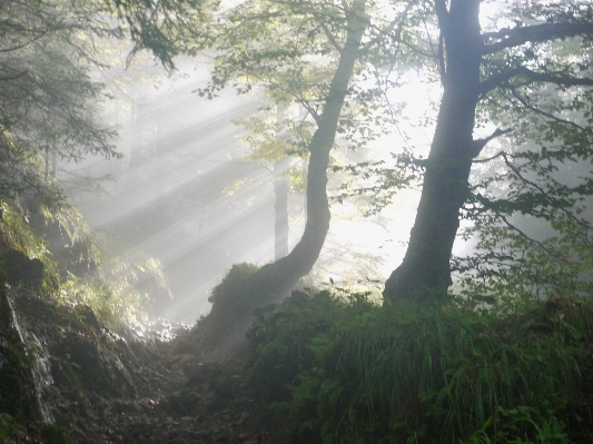 Foto Pohon alam hutan kabut