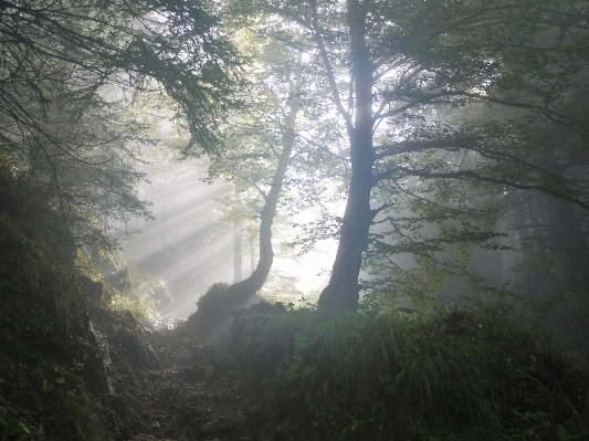 Foto Pohon alam hutan cabang