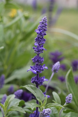 Nature plant flower purple Photo