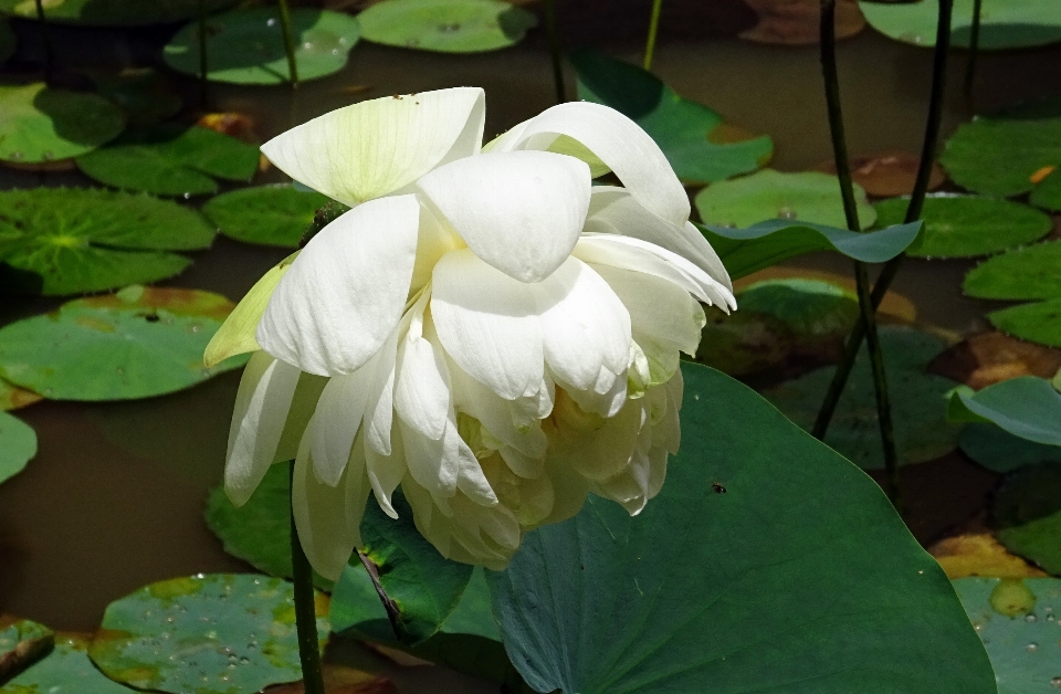 Planta blanco hoja flor