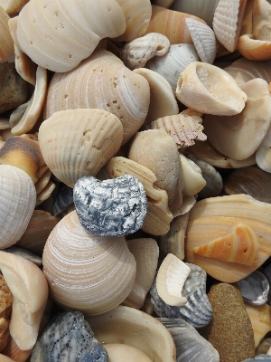 Beach coast nature sand Photo