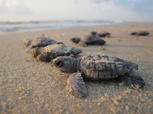 Beach coast water nature Photo