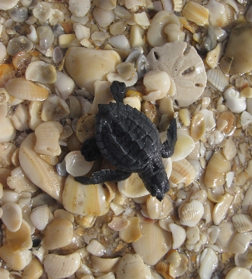 Beach coast nature sand Photo