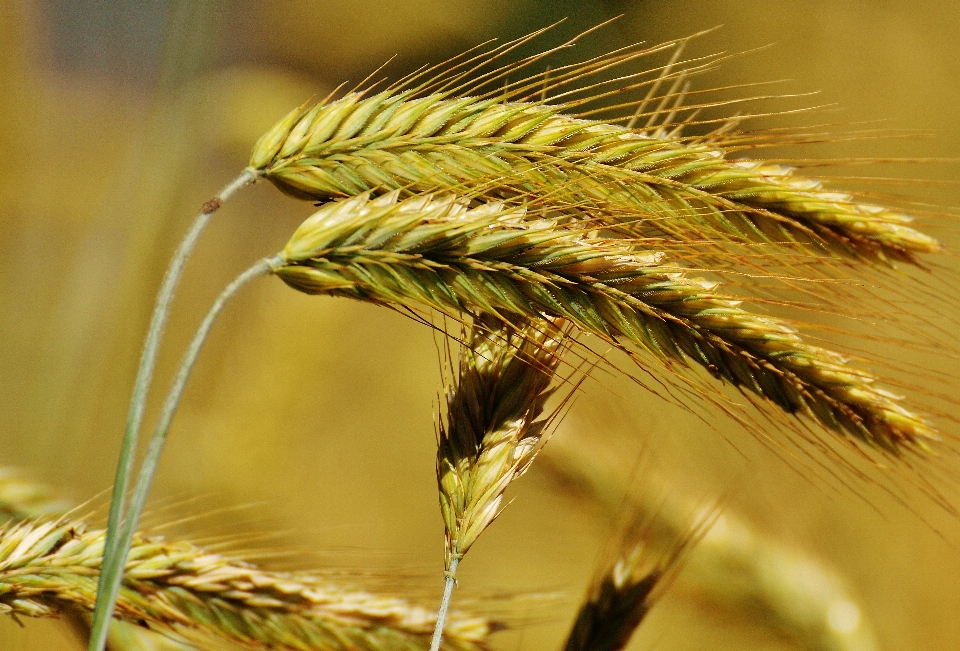 Nature grass plant field