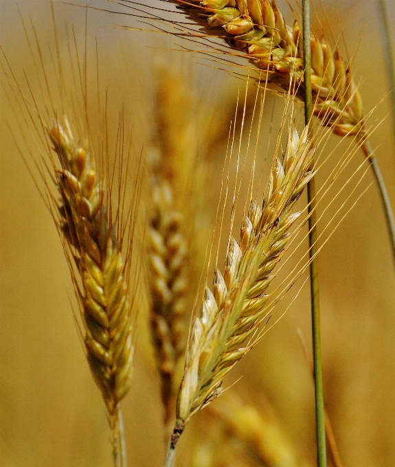 Nature plant field barley