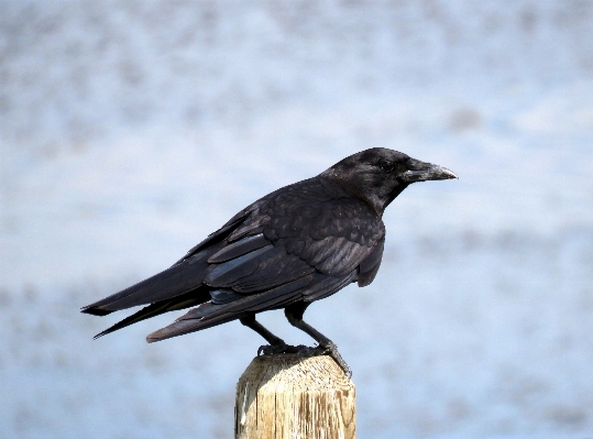 Foto Uccello ala animali selvatici becco