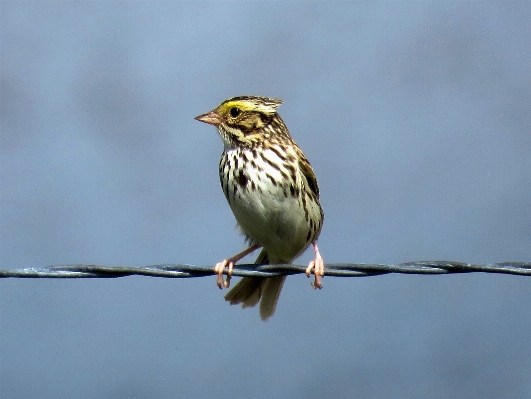 Foto Alam cabang burung margasatwa