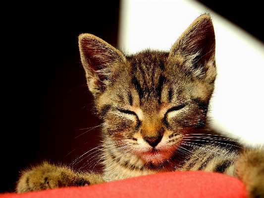 Foto Bicho de estimação gatinho gato mamífero