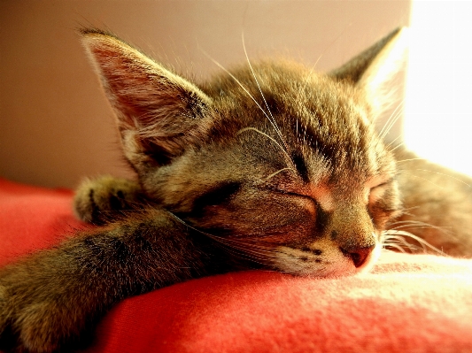 Foto Anak kucing sedang tidur kecil