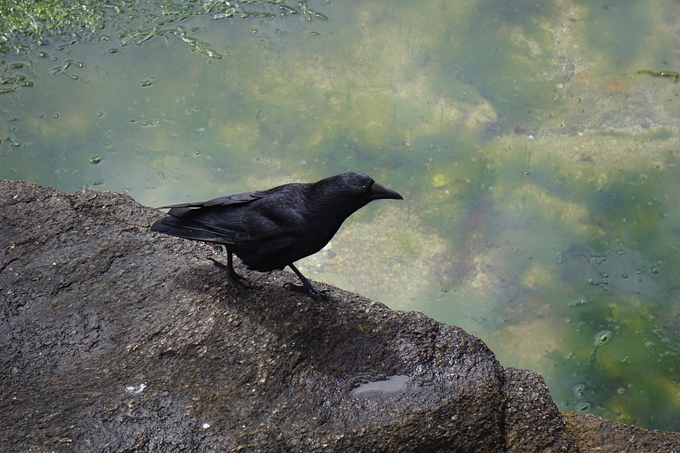 Natureza pássaro animal animais selvagens