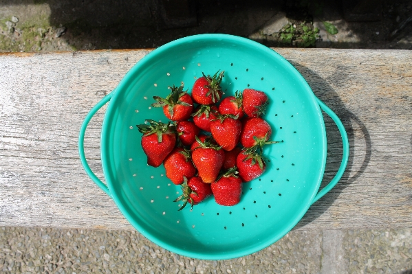 Plant fruit berry flower Photo