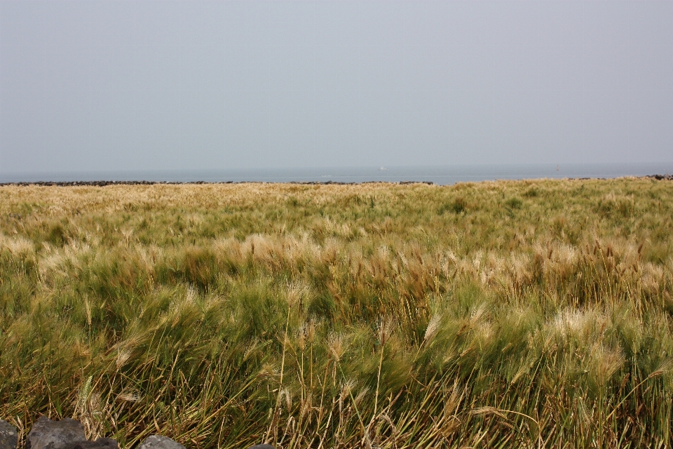 Sea coast grass sand