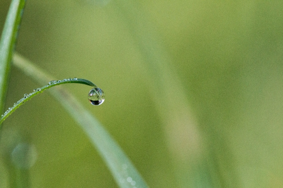 Water nature grass drop