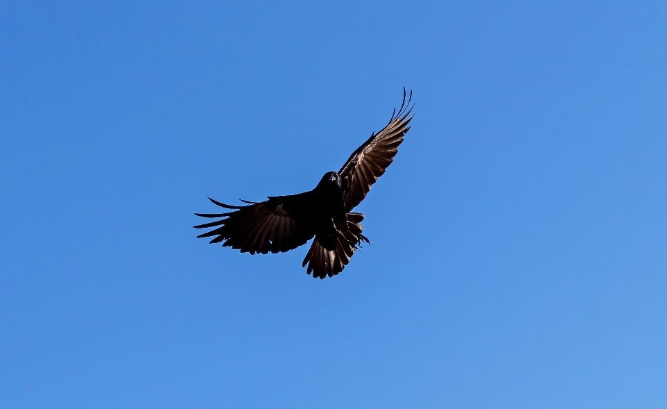 Pájaro ala animal volador