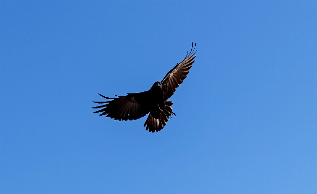 Bird wing animal flying Photo