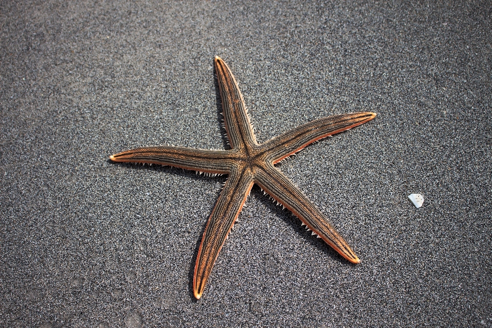 Beach sand wing wood