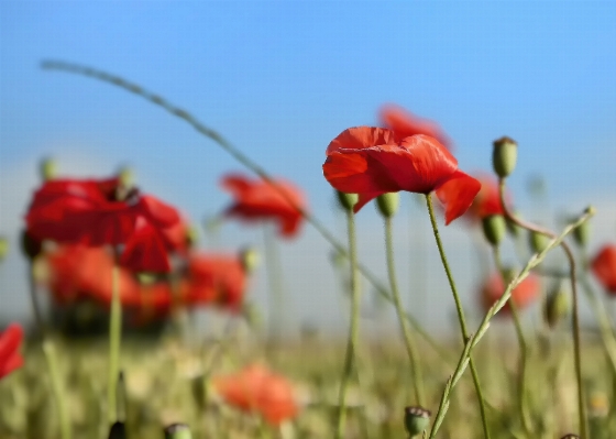 Landscape nature plant sunshine Photo