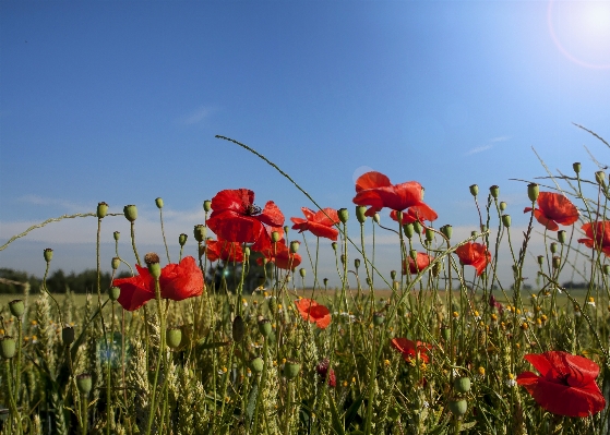 Landscape nature plant sunshine Photo