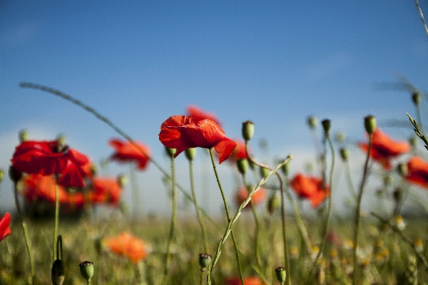 Landscape nature grass plant Photo