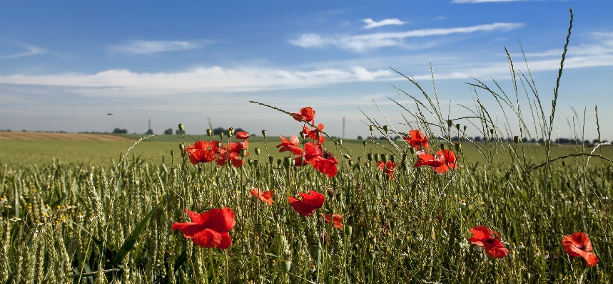 Landscape nature grass plant Photo