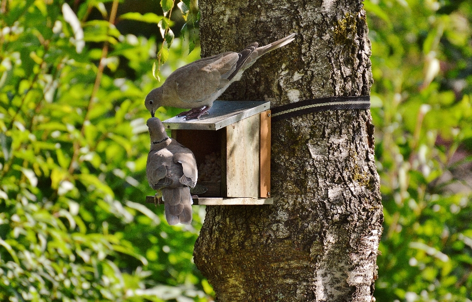 Baum zweig vogel flügel