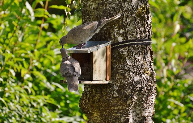 Photo Arbre bifurquer oiseau aile