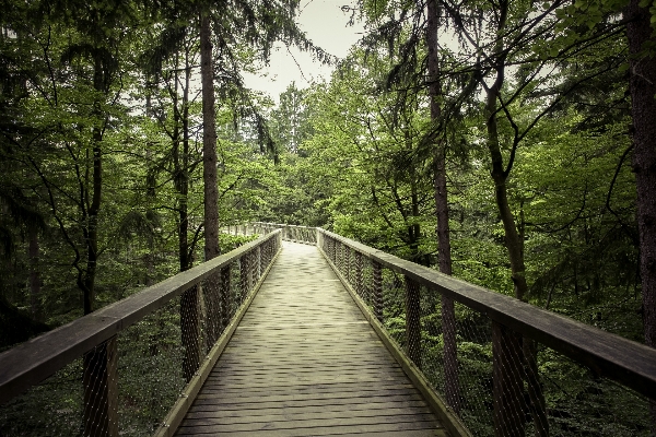 Landscape tree nature forest Photo