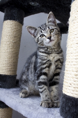 Foto Anak kucing mamalia hewan peliharaan