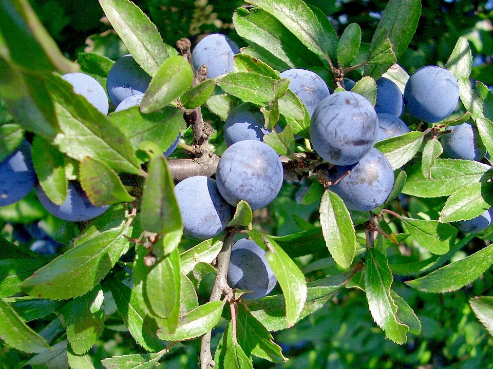 árbol rama planta fruta