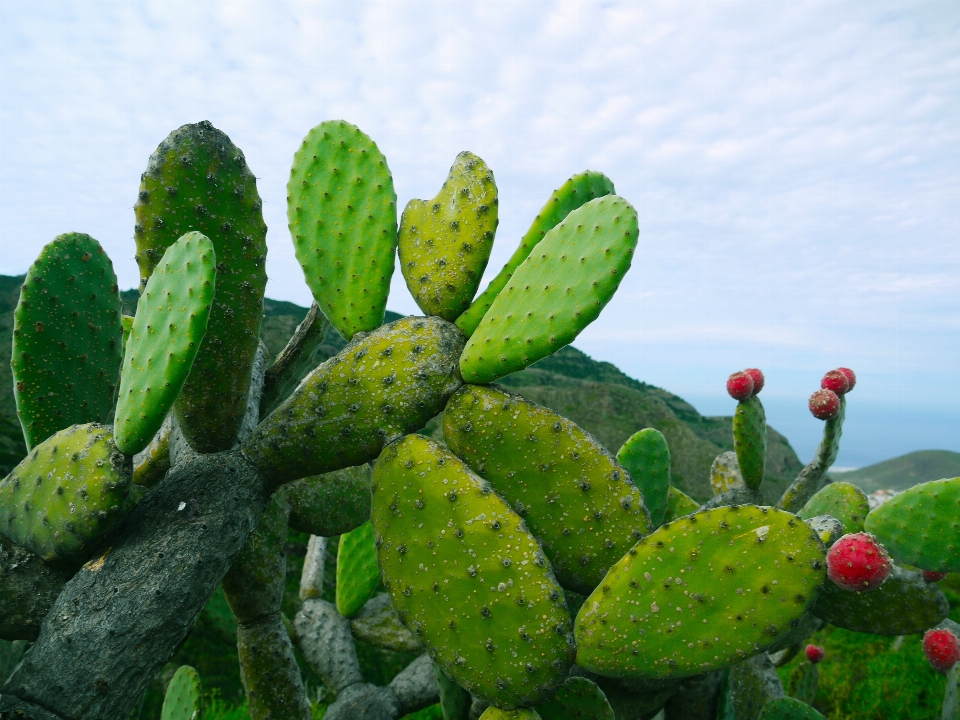 Natura spinoso
 cactus
 pianta