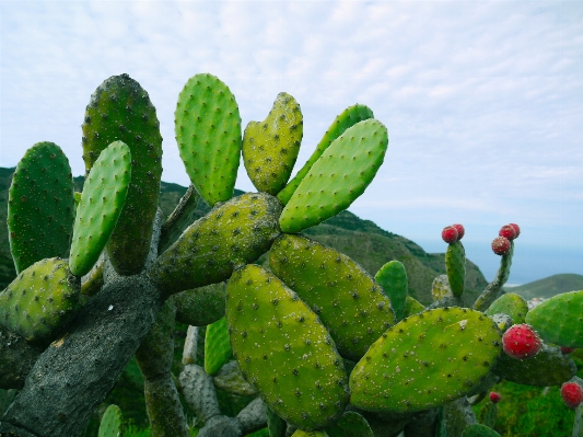 Foto Natureza espinhoso
 cacto
 plantar