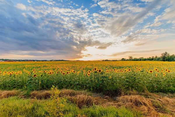 Landscape nature grass horizon Photo