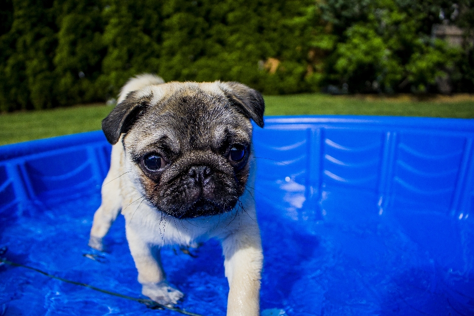 Agua exterior cachorro perro