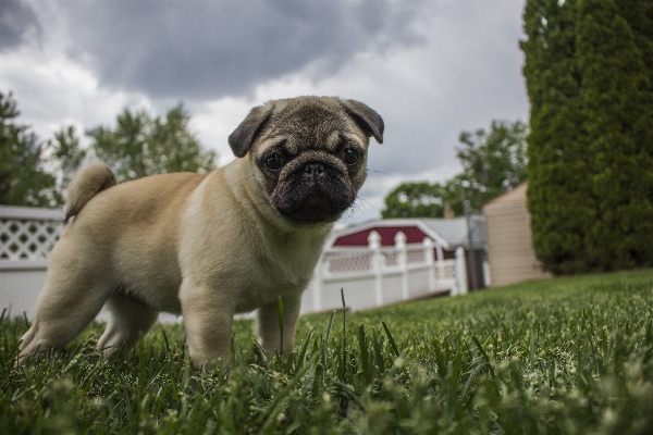 Photo Chiot chien animal mignon