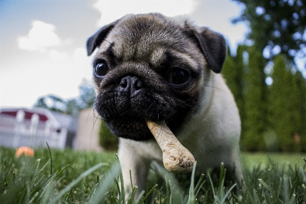 Foto Anak anjing satwa peliharaan