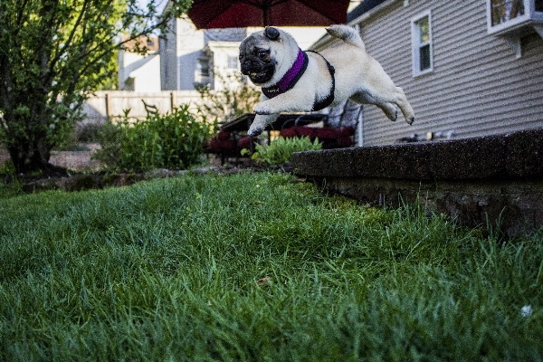 Grass lawn flower puppy Photo